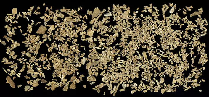 Brente fragmenter av fiskebein fra Prestemoen 1, en boplass ved Eidangerfjorden i Porsgrunn. Boplassen er datert til cirka 7500 f.Kr. (Foto: Per Persson/KHM)