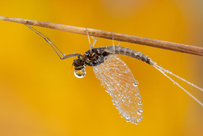 De første flygende insektene minnet om dagens døgnfluer. Foto: Shutterstock De første flygende insektene minnet om dagens døgnfluer. Foto: Shutterstock