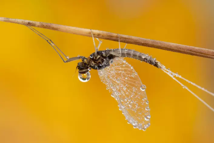 De første flygende insektene minnet om dagens døgnfluer. Foto: Shutterstock