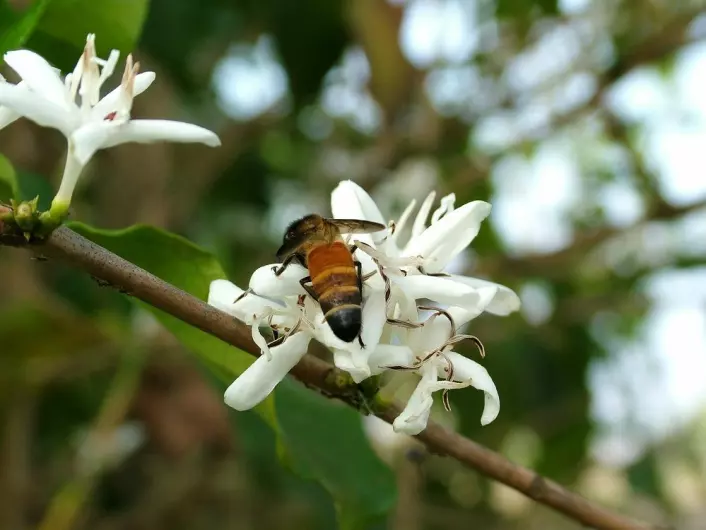 En mengde forskjellige arter av ville bier bidrar til pollinering av kaffe. Her ser du en bie på en kaffeblomst. (Foto: Colourbox)