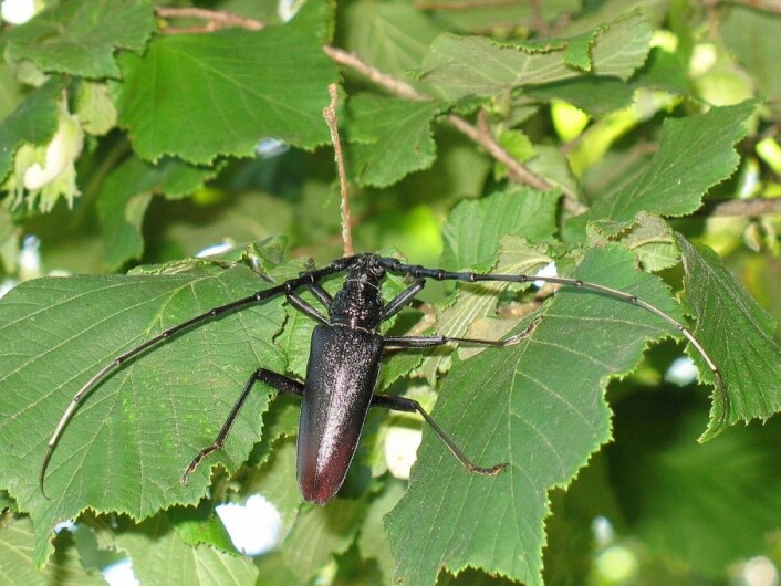 Eikebarkbukk (Foto: Lidewijde, Wikimedia Commons,<a href="https://commons.wikimedia.org/wiki/File:Heldenbok.jpg"> se lisens her</a>) Eikebarkbukk (Foto: Lidewijde, Wikimedia Commons,<a href="https://commons.wikimedia.org/wiki/File:Heldenbok.jpg"> se lisens her</a>)