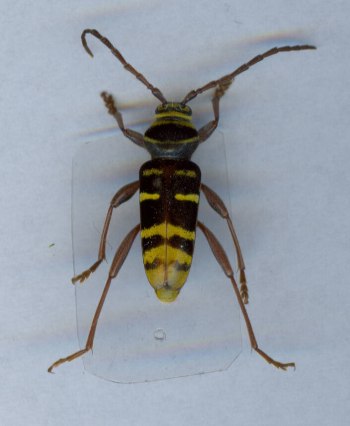 Bredbandad ekbarkbock (Plagionotus detritus) (Foto: Wikimedia Commons, fri lisens) Bredbandad ekbarkbock (Plagionotus detritus) (Foto: Wikimedia Commons, fri lisens)