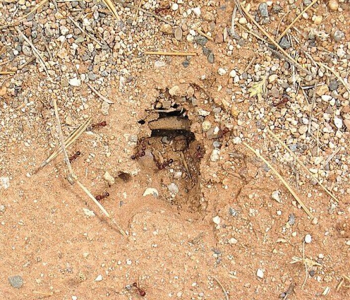 Reirinngang til <em>Pogonomyrmex barbatus</em>. (Foto: T. K. Naliaka, Wikimedia Commons,<a href="https://commons.wikimedia.org/wiki/File:Pogonomyrmex_barbatus_-_Red_Harvester_Ants._nest_entry_detail_-_2.jpg"> se lisens her</a>) Reirinngang til <em>Pogonomyrmex barbatus</em>. (Foto: T. K. Naliaka, Wikimedia Commons,<a href="https://commons.wikimedia.org/wiki/File:Pogonomyrmex_barbatus_-_Red_Harvester_Ants._nest_entry_detail_-_2.jpg"> se lisens her</a>)
