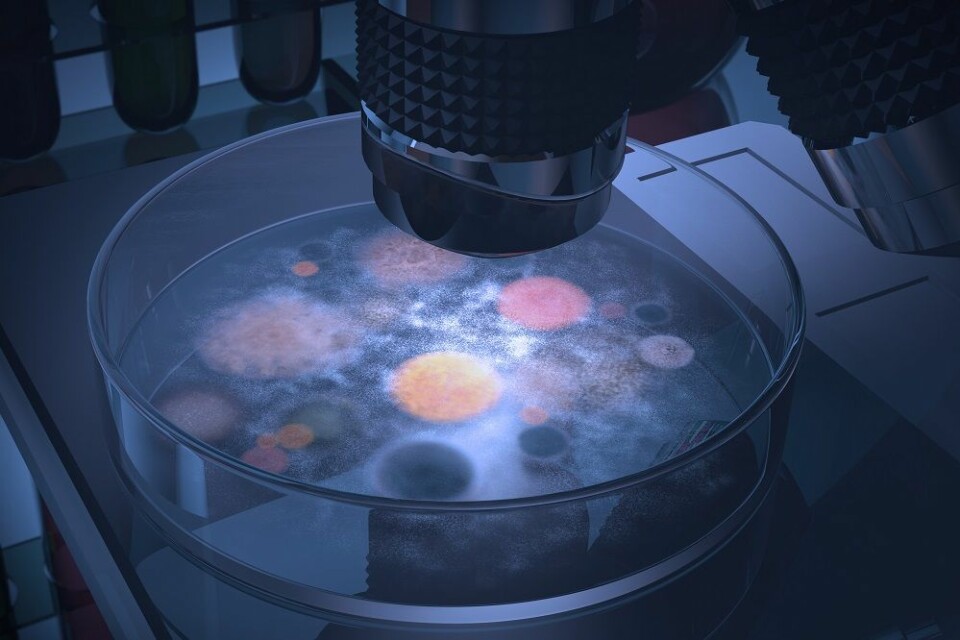 Bakterier i en petriskål (Illustrasjonsfoto: Colourbox)