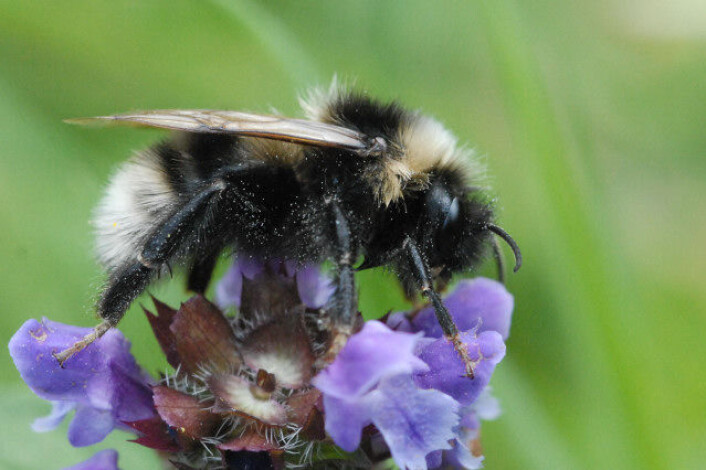 Slåttehumle. (Foto: James K. Lindsey, Wikimedia Commons,<a href="https://commons.wikimedia.org/wiki/File:Bombus.subterraneus.-.lindsey.jpg"> se bilderettigheter her</a>) Slåttehumle. (Foto: James K. Lindsey, Wikimedia Commons,<a href="https://commons.wikimedia.org/wiki/File:Bombus.subterraneus.-.lindsey.jpg"> se bilderettigheter her</a>)