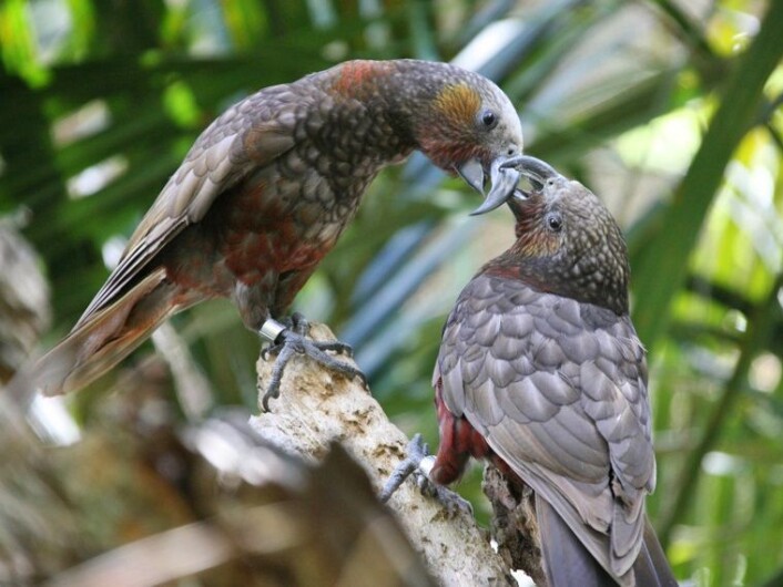 Papegøyen kaka finnes bare på New Zealand. (Foto: Colourbox) Papegøyen kaka finnes bare på New Zealand. (Foto: Colourbox)