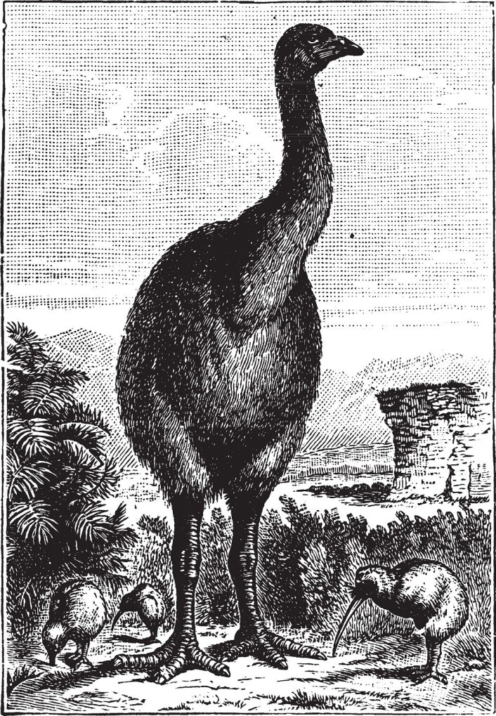 De enorme moa-fuglene døde ut på 1400-tallet. (Illustrasjon: Colourbox) De enorme moa-fuglene døde ut på 1400-tallet. (Illustrasjon: Colourbox)
