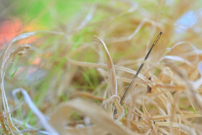 (Illustrasjonsfoto: Colourbox) (Illustrasjonsfoto: Colourbox)