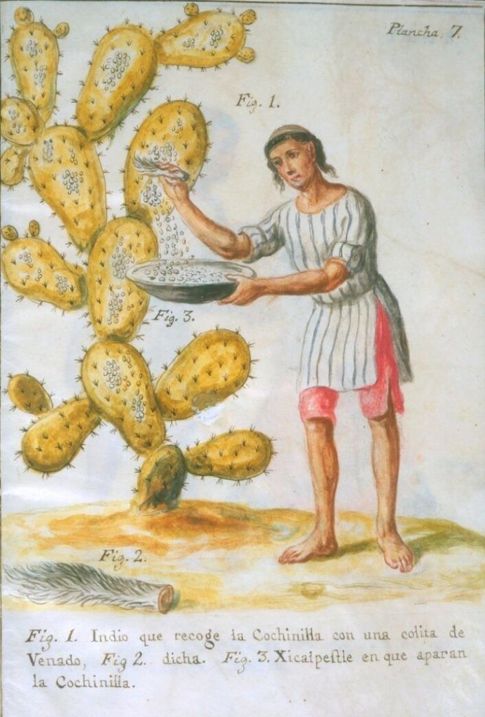 Innhøsting av Cochenille-skjoldlusen som gir rødfargen karmin, fra 1700-tallet. (Av José Antonio de Alzate y Ramírez (1737 – 1799). - Newberry Library: Vault Ayer MS 1031. Fri bildelisens) Innhøsting av Cochenille-skjoldlusen som gir rødfargen karmin, fra 1700-tallet. (Av José Antonio de Alzate y Ramírez (1737 – 1799). - Newberry Library: Vault Ayer MS 1031. Fri bildelisens)