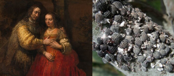 Rembrandts «Den jødiske bruden» (t.v.), malt på 1600-tallet med karmin, rødfargen fra skjoldlusen <em>Dactylopius coccus</em> (t.h.) - den som også setter farge på dagens syltetøy og leppestift. (Foto til høyre: Zyance, Wikimedia Commons,<a href="https://commons.wikimedia.org/wiki/File:Cochenille_z02.jpg"> se bilderettigheter her</a>) Rembrandts «Den jødiske bruden» (t.v.), malt på 1600-tallet med karmin, rødfargen fra skjoldlusen <em>Dactylopius coccus</em> (t.h.) - den som også setter farge på dagens syltetøy og leppestift. (Foto til høyre: Zyance, Wikimedia Commons,<a href="https://commons.wikimedia.org/wiki/File:Cochenille_z02.jpg"> se bilderettigheter her</a>)