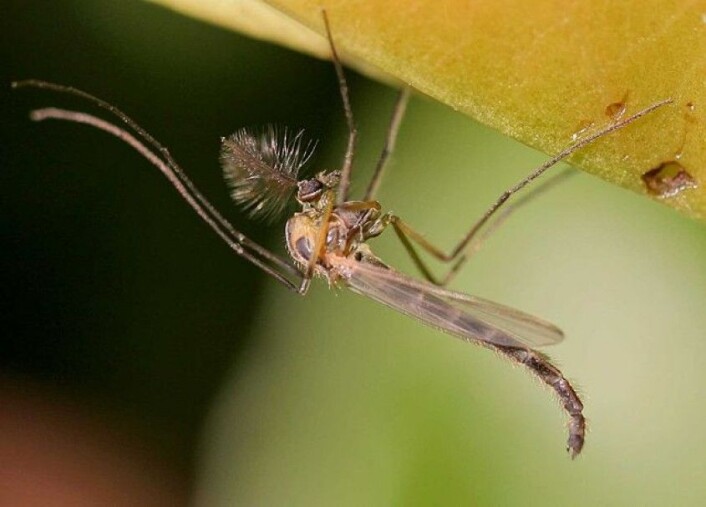 (Foto: ©entomart, Wikimedia Commons,<a href="https://commons.wikimedia.org/wiki/File:Chironomus_plumosus01.jpg"> se bilderettigheter her</a>) (Foto: ©entomart, Wikimedia Commons,<a href="https://commons.wikimedia.org/wiki/File:Chironomus_plumosus01.jpg"> se bilderettigheter her</a>)