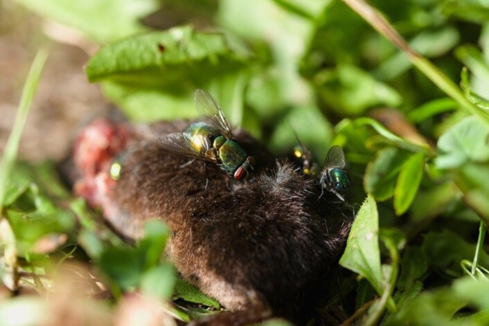 (Foto: Nannycz / Shutterstock / NTB scanpix) (Foto: Nannycz / Shutterstock / NTB scanpix)