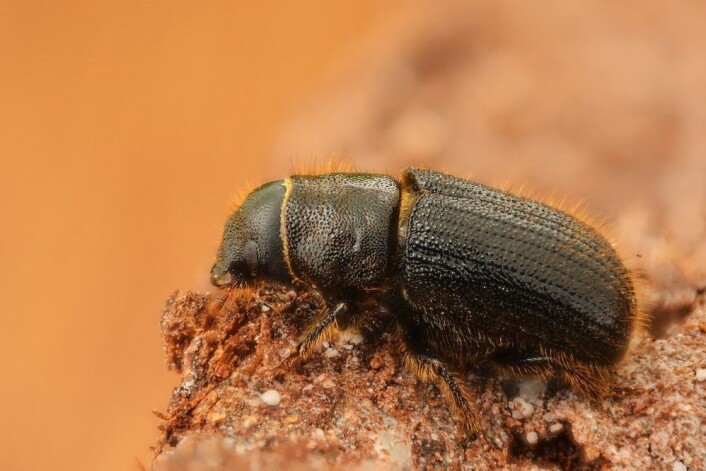 Granbarkbillen er ikke større enn en muselort. (Foto: Gilles San Martin, Wikimedia Commons, <a href="https://commons.wikimedia.org/wiki/File:Dendroctonus_micans_(22365816000).jpg">se bilderettigheter her)</a> Granbarkbillen er ikke større enn en muselort. (Foto: Gilles San Martin, Wikimedia Commons, <a href="https://commons.wikimedia.org/wiki/File:Dendroctonus_micans_(22365816000).jpg">se bilderettigheter her)</a>
