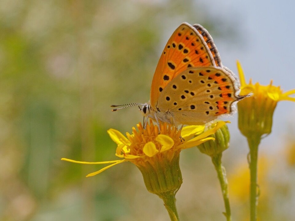 En gullvinge i solen. (Foto: Colourbox) En gullvinge i solen. (Foto: Colourbox)