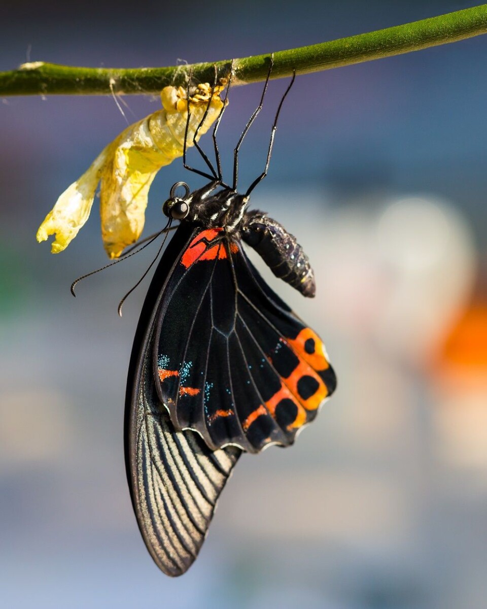 Fersk sommerfugl henger ved siden av puppe. (Foto: Colourbox)
