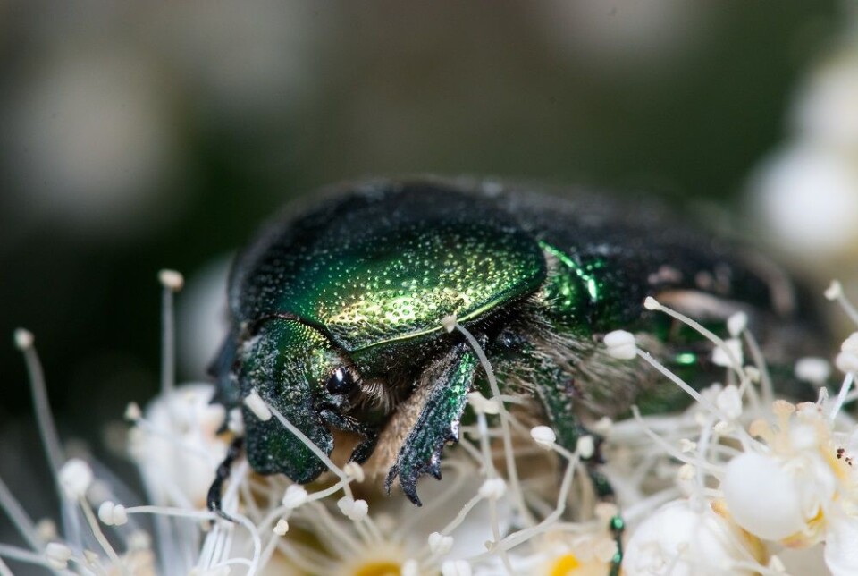 En gullbasse i full sving med å hjelpe biene med pollineringsjobben. (Foto: Colourbox)