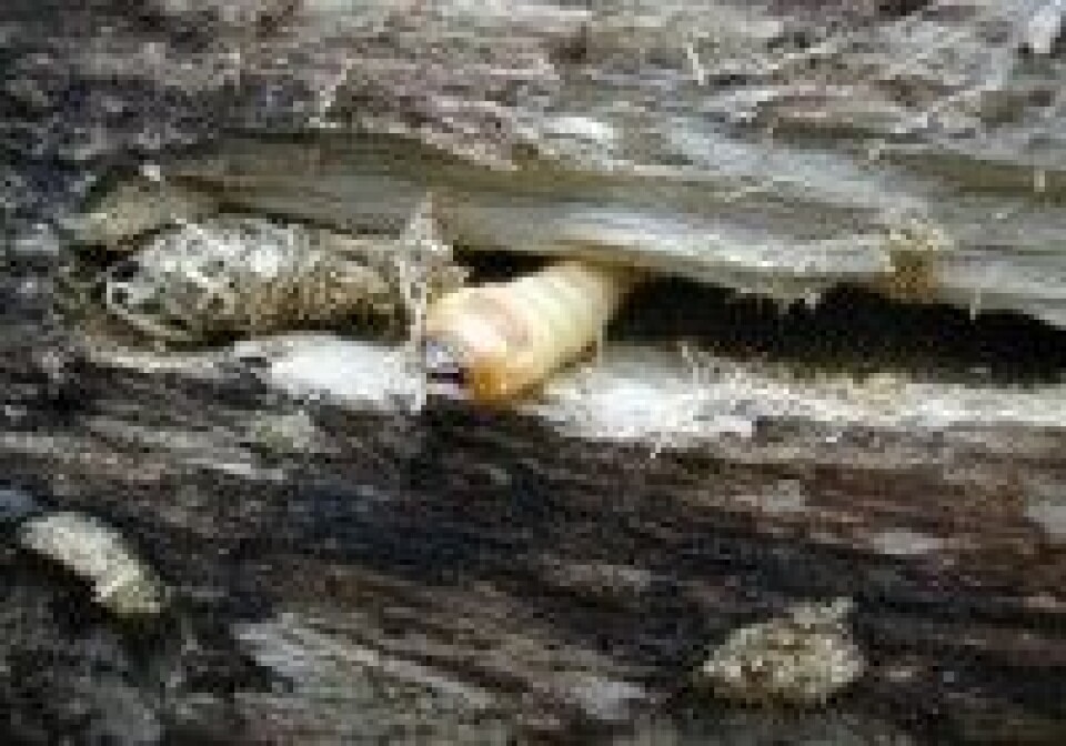 Hvor er insektene om vinteren?