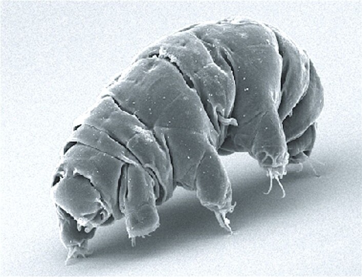 (Foto: Schokraie E, Warnken U, Hotz-Wagenblatt A, Grohme MA, Hengherr S, et al. (2012) <a href="https://commons.wikimedia.org/wiki/File:SEM_image_of_Milnesium_tardigradum_in_active_state_-_journal.pone.0045682.g001-2.png">se bilderettigheter her</a>) (Foto: Schokraie E, Warnken U, Hotz-Wagenblatt A, Grohme MA, Hengherr S, et al. (2012) <a href="https://commons.wikimedia.org/wiki/File:SEM_image_of_Milnesium_tardigradum_in_active_state_-_journal.pone.0045682.g001-2.png">se bilderettigheter her</a>)