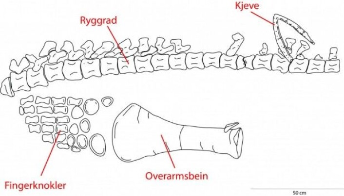 Slik så skjelettet til svaneøgla Spitrasaurus larseni ut da vi fant det. Noen knokler er på riktig plass, andre er ikke det. Og så mangler det meste av kroppen. (Tegning: Linn Novis) Slik så skjelettet til svaneøgla Spitrasaurus larseni ut da vi fant det. Noen knokler er på riktig plass, andre er ikke det. Og så mangler det meste av kroppen. (Tegning: Linn Novis)