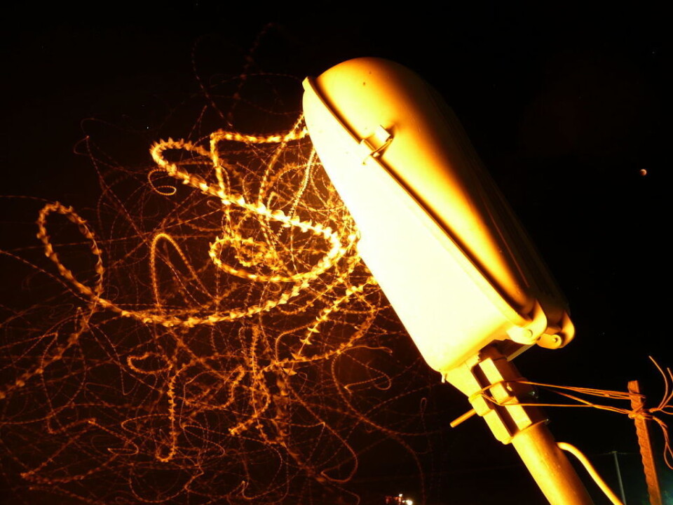 Bildet er hentet fra Wikimedia: https://commons.wikimedia.org/wiki/File:Insects_and_light_1380212_nevit.jpg