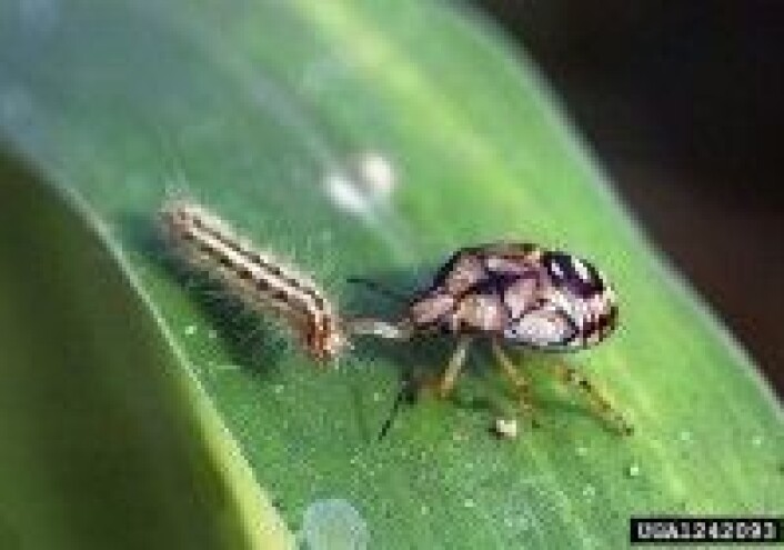 Podisus maculiventris07" by Russ Ottens, University of Georgia, Bugwood.org - This image is Image Number 1242093 at Forestry Images, a source for forest health, natural resources and silviculture images operated by The Bugwood Network at the University of Georgia and the USDA Forest Service. Licensed under CC BY 3.0 via Wikimedia Commons Podisus maculiventris07" by Russ Ottens, University of Georgia, Bugwood.org - This image is Image Number 1242093 at Forestry Images, a source for forest health, natural resources and silviculture images operated by The Bugwood Network at the University of Georgia and the USDA Forest Service. Licensed under CC BY 3.0 via Wikimedia Commons