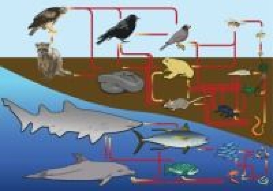 'Food web diagram' by LadyofHats - Own work. Licensed under CC0 via Wikimedia Commons