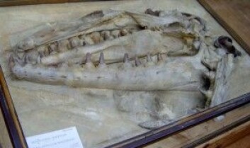 Hodeskallen til Mosasaurus hoffmani. (Foto: FunkMonk / Wikipedia) Hodeskallen til Mosasaurus hoffmani. (Foto: FunkMonk / Wikipedia)