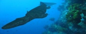 Mosasaur på jakt. (Tegning: Craig Dylke) Mosasaur på jakt. (Tegning: Craig Dylke)