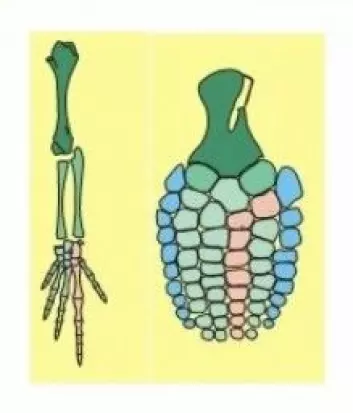 Evolusjon av fiskeøglenes lemmer. Til venstre et klassisk bein til å gå på land eller padle i vannet med, til høyre en luffe fra en fiskeøgle. (Tegning: modifisert fra Ryosuke Motani)