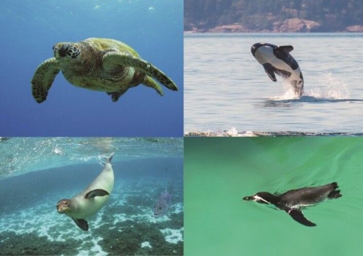 Vanndyr med forfedre på land finnes blant reptiler, pattedyr og fugler. Skilpadde, spekkhogger, sel, pingvin. Se bort fra fisken. (Foto: US Fish and Wildlife service, Steve Dunleavy, Tony Swartz, Andrew Reding) Vanndyr med forfedre på land finnes blant reptiler, pattedyr og fugler. Skilpadde, spekkhogger, sel, pingvin. Se bort fra fisken. (Foto: US Fish and Wildlife service, Steve Dunleavy, Tony Swartz, Andrew Reding)