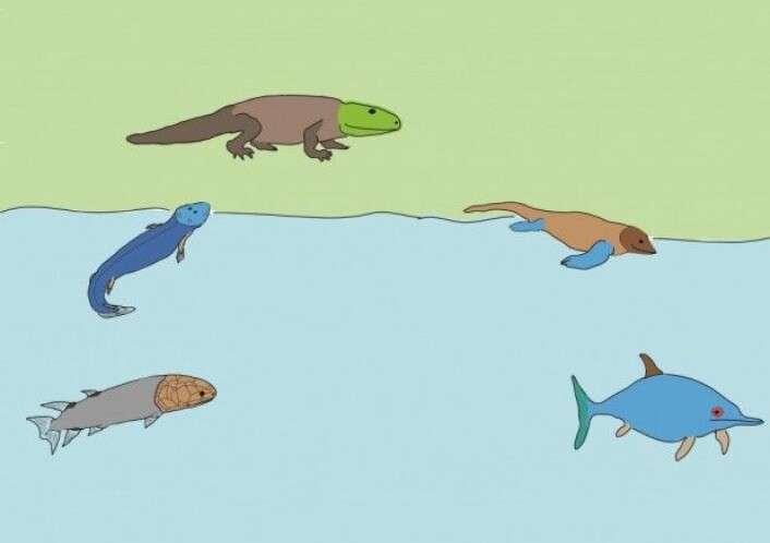 Fra fisk til landdyr til vanndyr, eksemplifisert ved fiskeøglas historie. (Tegning: LLD) Fra fisk til landdyr til vanndyr, eksemplifisert ved fiskeøglas historie. (Tegning: LLD)