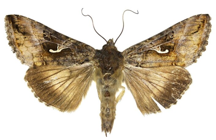 Gammafly. (Foto: Colourbox) Gammafly. (Foto: Colourbox)