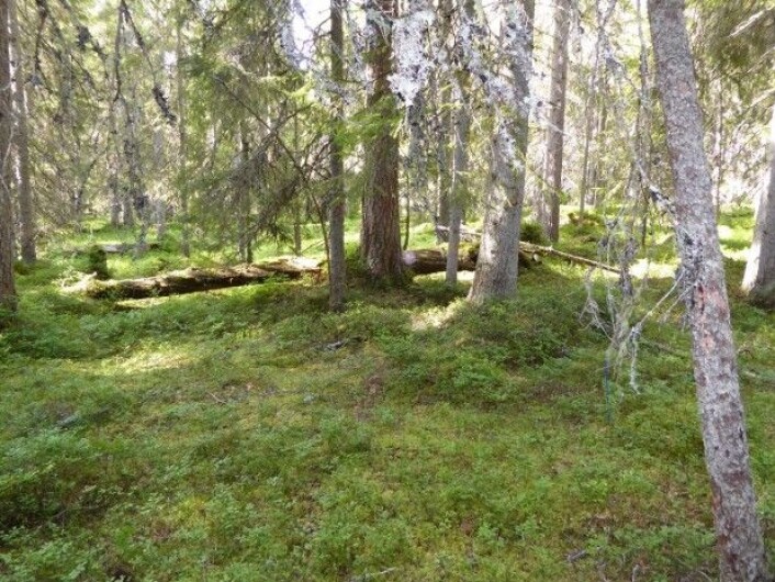 Og for deg som nå lurer: dette er en typisk blåbærskog; skyggefull granskog med mye mose og noen urter i tillegg til blåbær. Foto: HAU Og for deg som nå lurer: dette er en typisk blåbærskog; skyggefull granskog med mye mose og noen urter i tillegg til blåbær. Foto: HAU