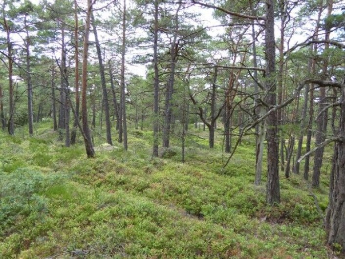 Her er det mye blåbær, men furutrærne viser at dette området er for tørt til å være blåbærskog. Foto: HAU Her er det mye blåbær, men furutrærne viser at dette området er for tørt til å være blåbærskog. Foto: HAU
