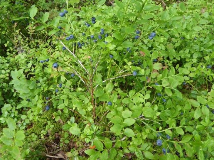 Blåbær! Er vi i naturtypen Blåbærskog? Foto: HAU Blåbær! Er vi i naturtypen Blåbærskog? Foto: HAU