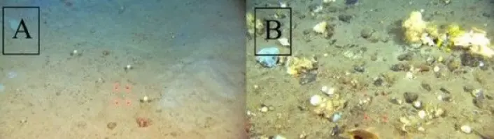 A: Sjøbunn med finkornete sedimenter. B: sjøbunn dekket med stein og grus. (Foto: MAREANO)