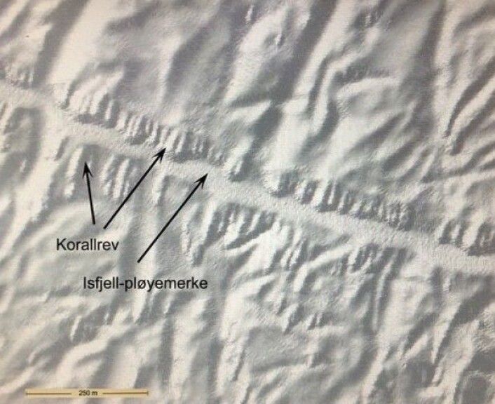Utsnitt av multistrålekartet der vi ser hvordan korallrevene vokser på kanten av isfjellpløyemerket. Dette kartet ble laget før toktet og var noe av grunnlaget for at vi undersøkte akkurat dette pløyemerket med videoriggen. (Foto: MAREANO) Utsnitt av multistrålekartet der vi ser hvordan korallrevene vokser på kanten av isfjellpløyemerket. Dette kartet ble laget før toktet og var noe av grunnlaget for at vi undersøkte akkurat dette pløyemerket med videoriggen. (Foto: MAREANO)