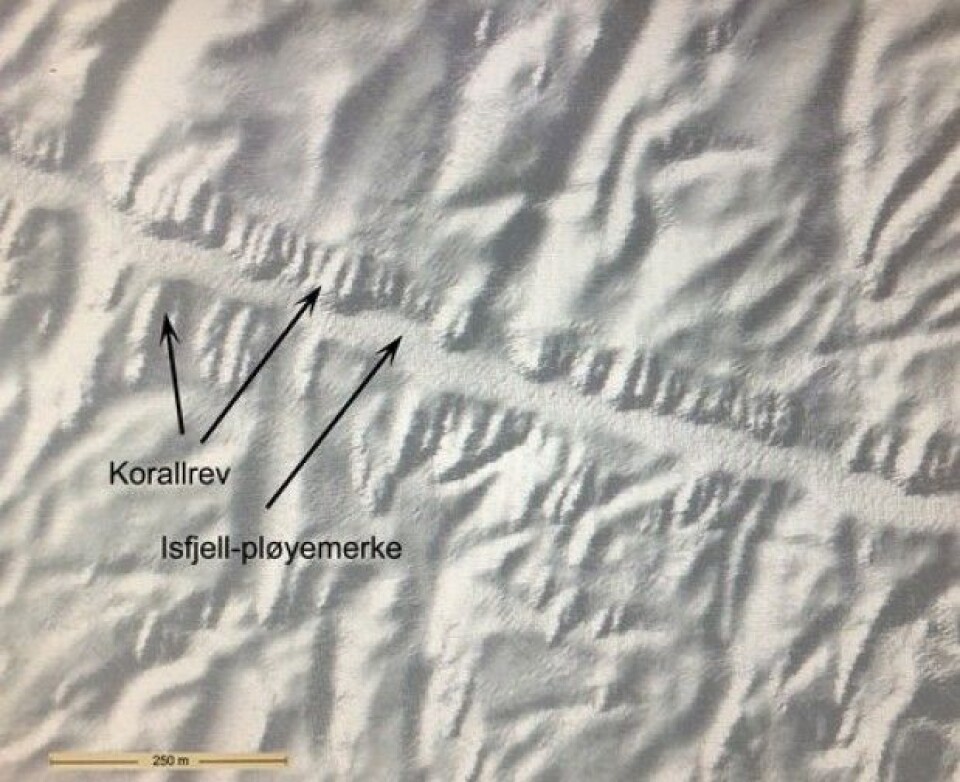 Utsnitt av multistrålekartet der vi ser hvordan korallrevene vokser på kanten av isfjellpløyemerket. Dette kartet ble laget før toktet og var noe av grunnlaget for at vi undersøkte akkurat dette pløyemerket med videoriggen. (Foto: MAREANO)