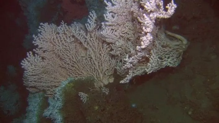 Den lyserosa korallen er sjøtre som er ca. en meter høyt. De hvite korallene nede til venstre er levende Lophelia som vokser mot strømmen. (Foto: MAREANO)