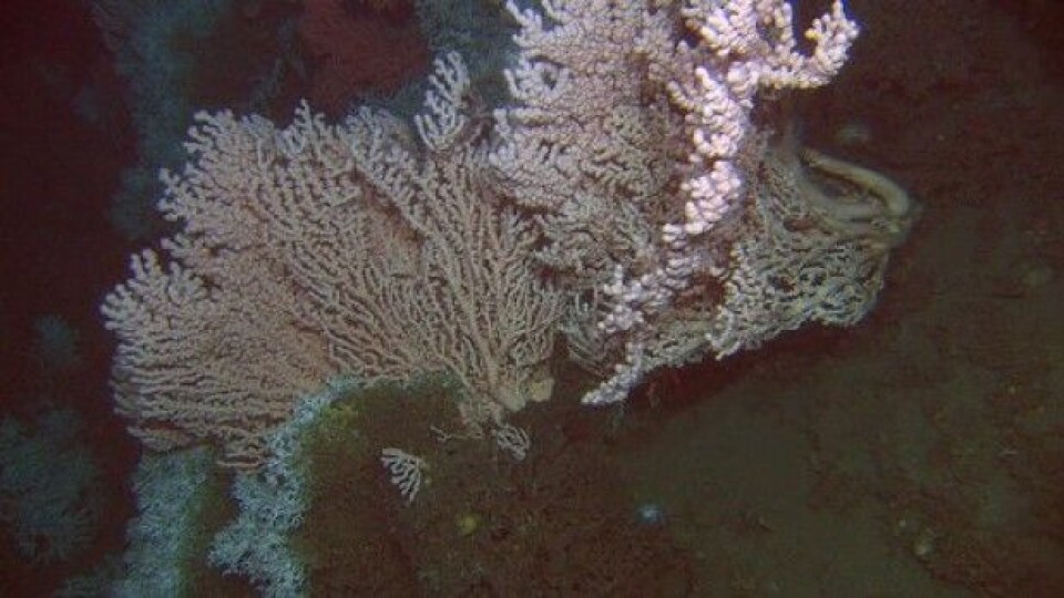 Den lyserosa korallen er sjøtre som er ca. en meter høyt. De hvite korallene nede til venstre er levende Lophelia som vokser mot strømmen. (Foto: MAREANO)