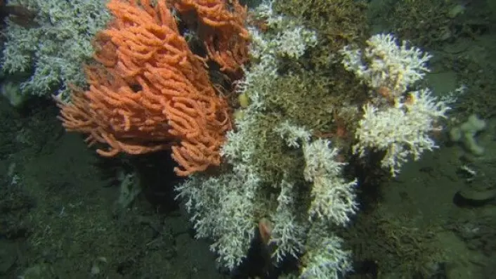 Perlekjederevet består av flere ulike korallarter. Den hvite korallen, Lophelia pertusa, er kjent for å bygge store rev i havdypet utenfor Norge, og den er også en viktig art på det nyoppdagete Perlekjederevet. Den oransje korallen er risengrynskorall. Ser du godt etter, kan du se både trollhummer og reirskjell blant korallene (Foto: MAREANO)