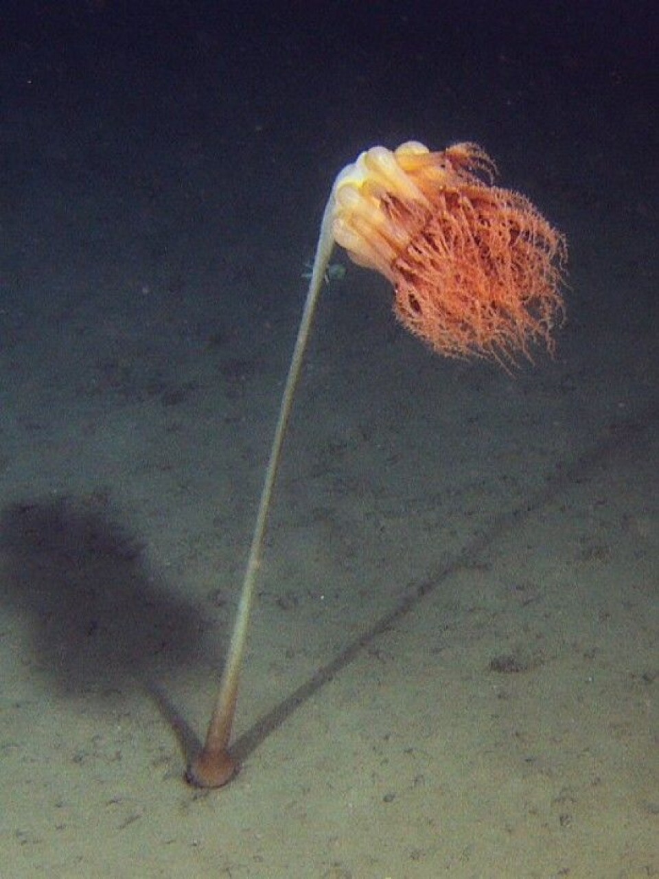 Denne dyphavsjøfjæren kan bli over to meter høy. De vi har observert på dette toktet har vært ca 1,5 meter høye. (Foto: MAREANO) Denne dyphavsjøfjæren kan bli over to meter høy. De vi har observert på dette toktet har vært ca 1,5 meter høye. (Foto: MAREANO)