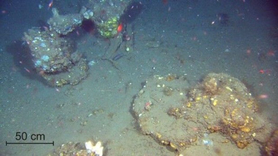 Karbonatskorpe som danner en plate (nedre del av nærmeste blokk) og blokker som danner en bro. Hvite flekker på platen er bakteriematte. (Foto: MAREANO)