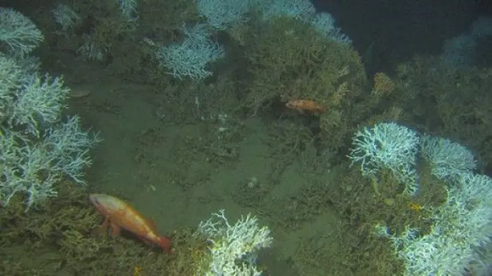 De røde fiskene som svømmer mellom Lophelia-korallen er lusuer. På dette bildet viser så vidt den røde varianten av Lophelia sammen med de brune skjellettene av død Lophelia. (Foto: MAREANO)