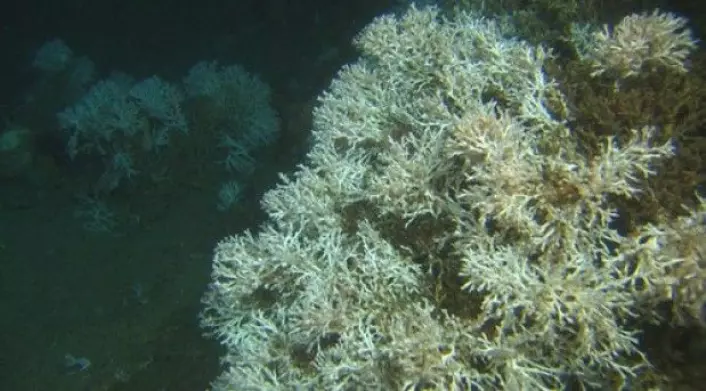 Korallrevene på sokkelen så relativt intakte ut, og de fleste andre store organismene som vi pleier å observere på tilsvarende korallrev var til stede. Blant artene som ble observert var sikksakk-korallen, sjøtre, risengrynkorall, reirskjell og lusuer. Bildet er av den kritthvite Lophelia-korallen. (Foto: MAREANO)