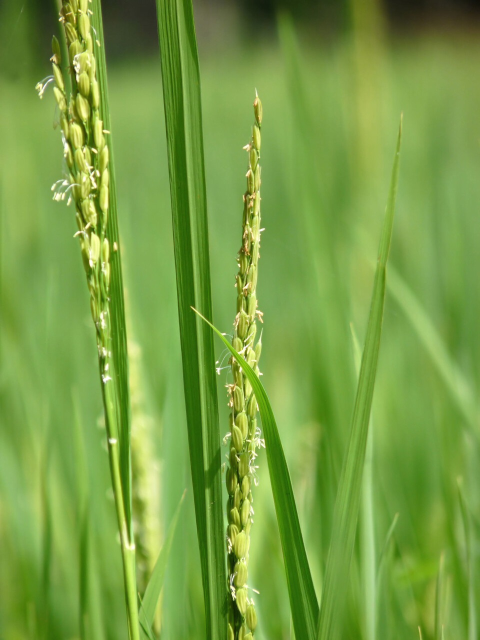 Oryza sativa. Asiatisk ris. Bilde fra wikipedia.org.
