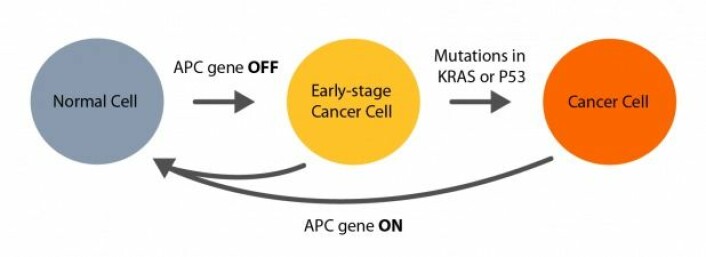 Når bremsegenet APC vert skrudd av kan ei vanleg celle utvikle seg til eit forstadium til kreft. Mutasjonar i andre viktige gen, til dømes gasspedalen KRAS eller bremsegenet P53, gjer at cella kan verte til ein farleg kreftsvulst. Dersom APC vert skrudd på att kan cellene finne tilbake til sin vanlege identitet og kreftsvulsten forsvinn.Illustrasjon: Åsmund Eikenes.
