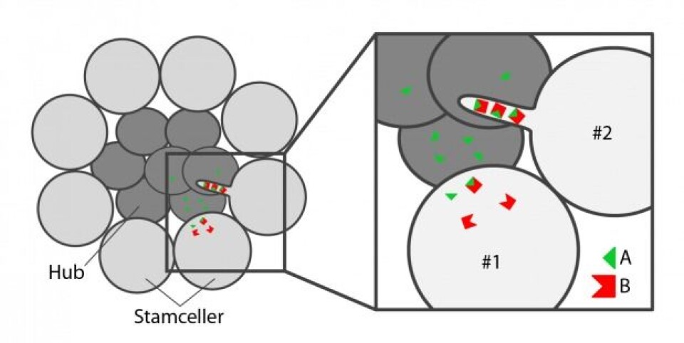 Rundt hubcellene (mørk grå) er stamcellene (lys grå) plassert som kronbladene på en prestekrage. Hubcellene lager signalstoff A (grønn), mens stamcellene lager reseptoren B (rød). Celle #1 mangler nanotuber, og de grønne signalmolekylene må selv finne veien over til stamcellen. I celle #2 er reseptorene plasssert i nanotuben, slik at signal og reseptor enklere kan møtes. Her vil flere signalmolekyler binde til reseptorene sine, og aktivere stamcelleidentitet i denne cellen. Illustrasjon: Åsmund Eikenes.