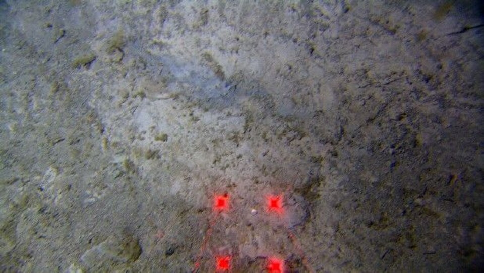 Overgangen fra bunnen til veggen i pockmarket ses i den venstre delen av bildet. Den horisontale avstanden mellom laserprikkene er 10 cm. (Foto: MAREANO)