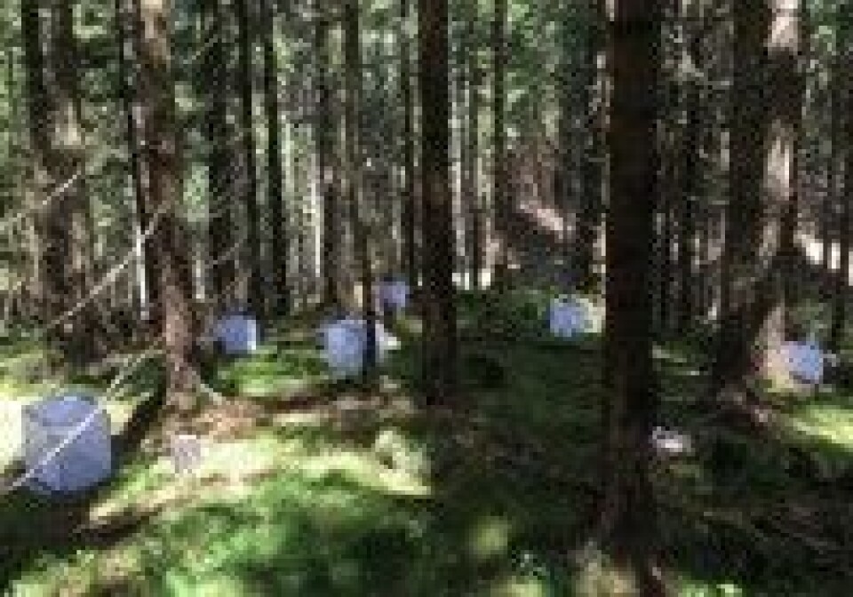 Pinner på telttur 50 steder på kloden